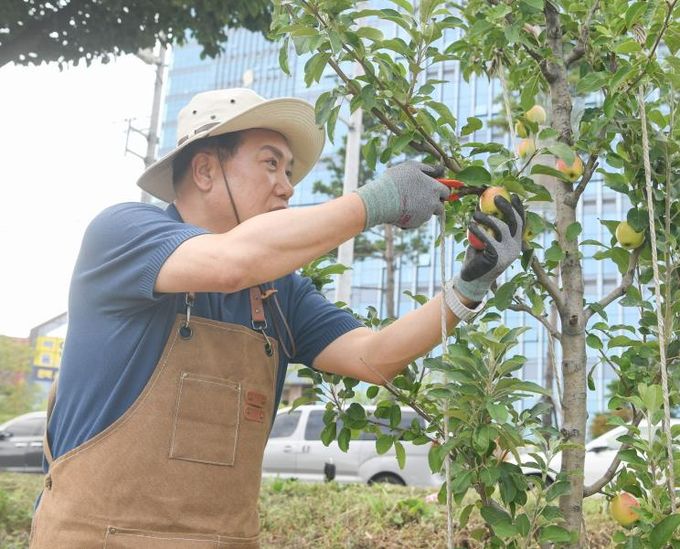 감사나무심기첫수확행사