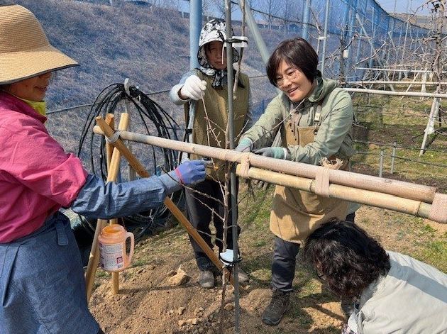 시민봉사단이 과수공원에서 사과 묘목 식재 활동을 하고 있다.